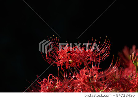 Full bloom cluster amaryllis and black background Full bloom cluster amaryllis and black background 94728450
