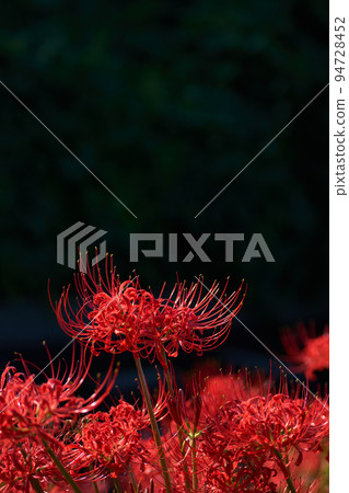 Full bloom cluster amaryllis and black background Full bloom cluster amaryllis and black background 94728452