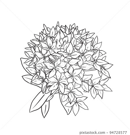 Hand Drawn Ixora flowers Black and white drawing with line-art Hand Drawn Ixora flowers Black and white drawing with line-art 94728577