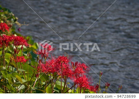 Lyrical riverside cluster amaryllis 94728699