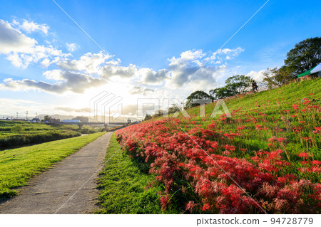 福岡縣宮若市犬鳴川公園的夕陽和孤挺花叢 94728779