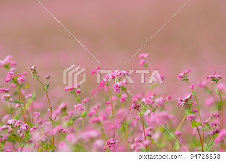 Red buckwheat flowers Nagano Prefecture Red buckwheat flowers Nagano Prefecture 94728858