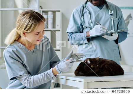 Young nurse examining ears of domestic cat on table during medical exam with veterinarian at clinic Young nurse examining ears of domestic cat on table during medical exam with veterinarian at clinic 94728909
