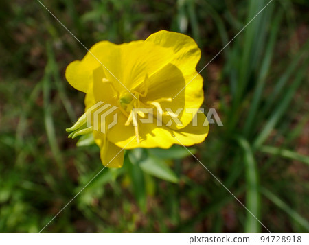 Oenothera yellow flower 94728918