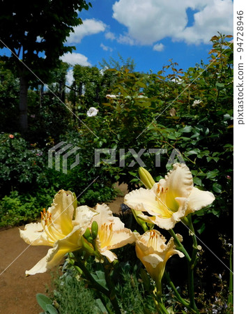 Hemerocallis English Garden 94728946