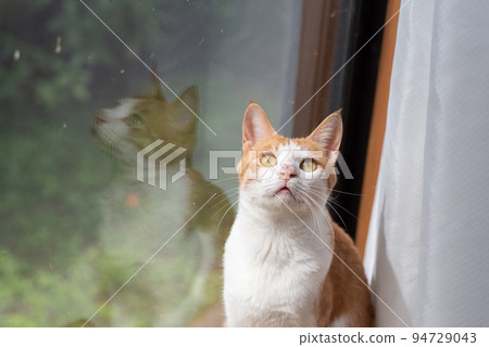Cat by the window Brown tiger white Cat by the window Brown tiger white 94729043
