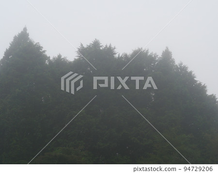 Fog and forest 94729206