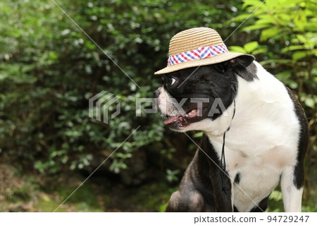 Yuzu-no-Sato A popular spot in Moroyama-cho Looking at the waterfall from the Shukudani Falls promenade Mighty, a cute Boston terrier with a straw hat Yuzu-no-Sato A popular spot in Moroyama-cho Looking at the waterfall from the Shukudani Falls promenade Mighty, a cute Boston terrier with a straw hat 94729247