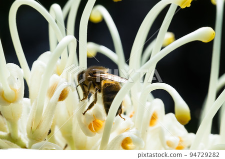 Macro Photography of one  bee on a grevillea flower in bloom 94729282