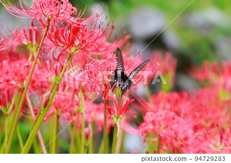 Cluster amaryllis, black swallowtail butterfly, black swallowtail butterfly 94729283