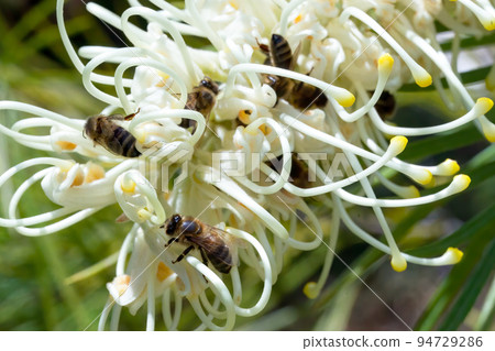Macro Photography of bees on a Grevillea Moonlight  94729286
