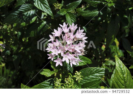 Pink pentas flowers 94729532