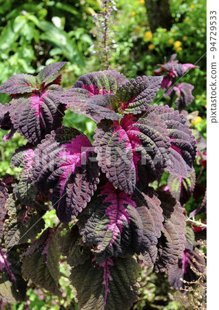 Coleus Coleus 94729533