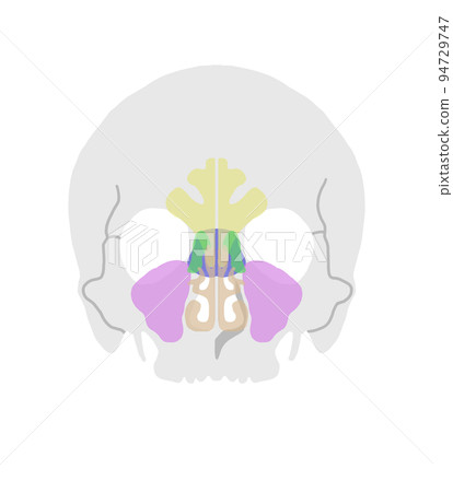Illustration of sinuses illustration only Illustration of sinuses illustration only 94729747