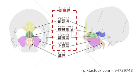 帶字母的鼻竇圖 帶字母的鼻竇圖 94729748