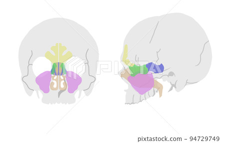 僅鼻竇插圖 94729749