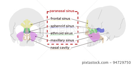 Diagram of sinuses with English letters 94729750