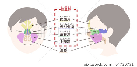 Diagram of sinuses with letters 94729751