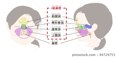 帶字母的鼻竇圖 帶字母的鼻竇圖 94729753