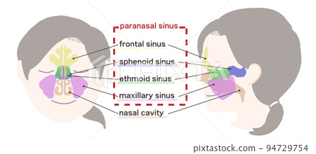 Diagram of sinuses with letters Diagram of sinuses with letters 94729754