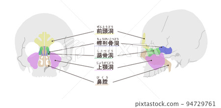 Diagram of sinuses with letters 94729761