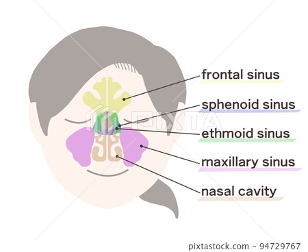 Diagram of sinuses with letters Diagram of sinuses with letters 94729767
