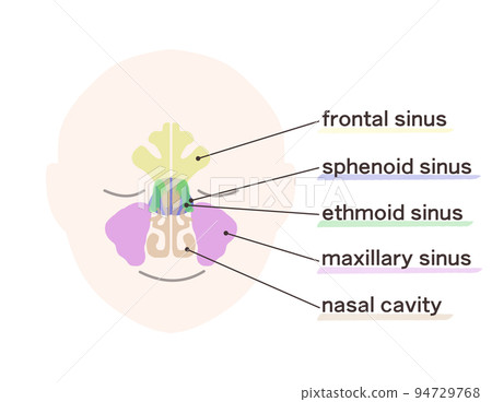 Diagram of sinuses with letters Diagram of sinuses with letters 94729768