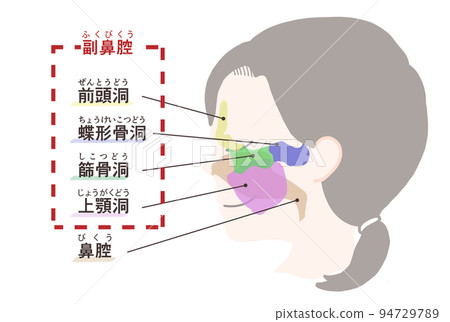 帶字母的鼻竇圖 帶字母的鼻竇圖 94729789