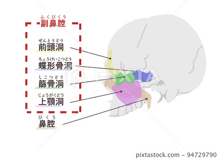 帶字母的鼻竇圖 94729790