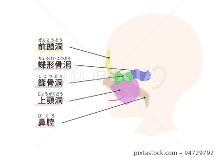 Diagram of sinuses with letters Diagram of sinuses with letters 94729792