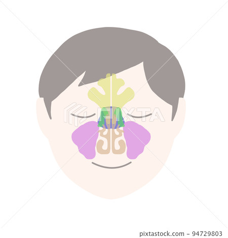 僅鼻竇插圖 僅鼻竇插圖 94729803