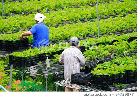 收穫蔬菜 農業工作 收穫蔬菜 農業工作 94729877