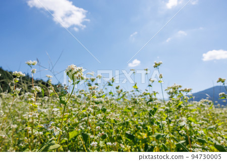 [Gifu Prefecture] Buckwheat flowers in Lake Kabinoko Natural Park 94730005