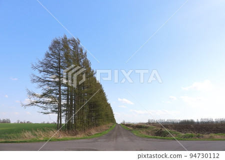 北海道，十勝地區，防風林景觀 94730112