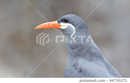 Healthy Inca Tern - These birds are native to Peru and Chili. 94730273