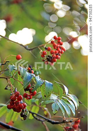autumn red sorb berries 94730285
