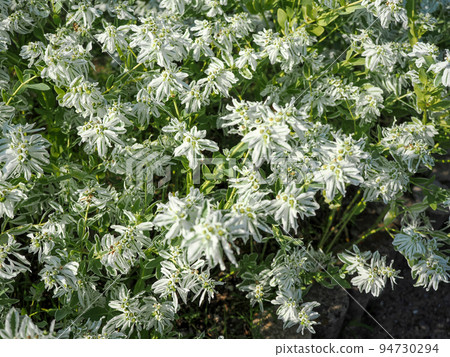 初雪莊的風景 94730294