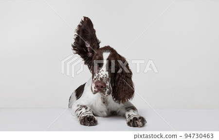 Portrait of purebred english springer spaniel dog calmly lying with ear flying upwards isolated over grey background 94730463