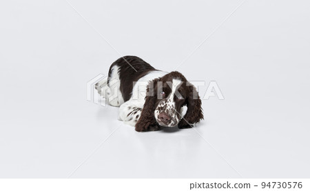 Portrait of cute purebred english springer spaniel dog calmly lying on floor isolated over grey background. Sleepy Portrait of cute purebred english springer spaniel dog calmly lying on floor isolated over grey background. Sleepy 94730576
