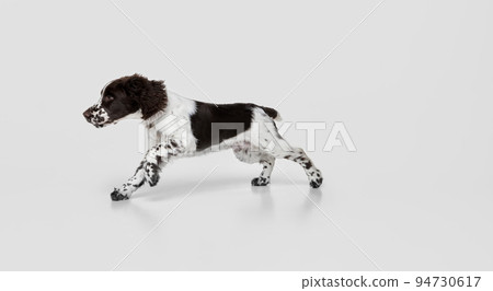 Portrait of purebred english springer spaniel dog running isolated over grey background Portrait of purebred english springer spaniel dog running isolated over grey background 94730617