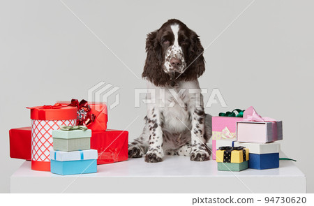 Portrait of purebred english springer spaniel dog sitting around many present boxes isolated over grey background Portrait of purebred english springer spaniel dog sitting around many present boxes isolated over grey background 94730620