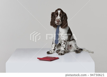 Springer spaniel clearance tie