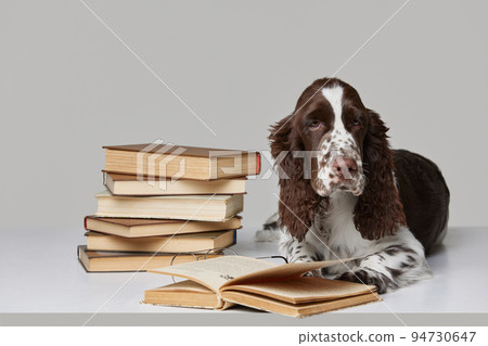 Portrait of purebred english springer spaniel dog lying with books isolated over grey background. Looking serious 94730647