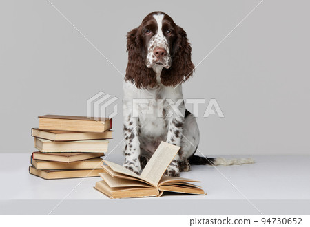 Portrait of purebred english springer spaniel dog sitting with books isolated over grey background Portrait of purebred english springer spaniel dog sitting with books isolated over grey background 94730652