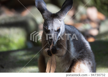 Wallaby grabbing a leaf 94730732