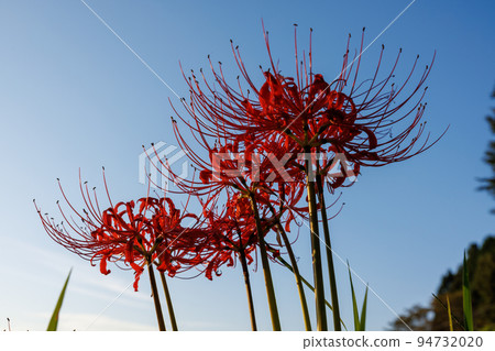 Cluster amaryllis dyed in the twilight Cluster amaryllis dyed in the twilight 94732020