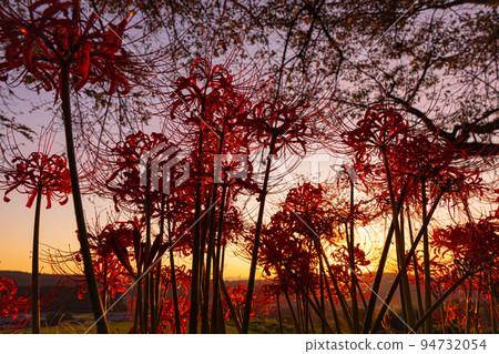 Cluster amaryllis dyed in the twilight 94732054