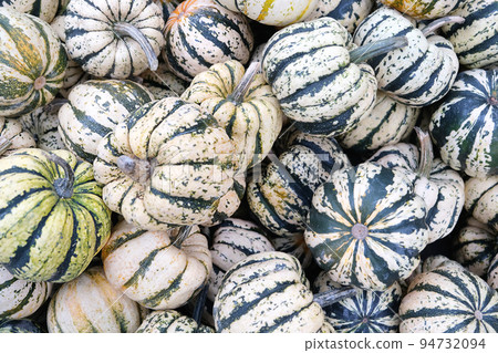 Many mini pumpkins grade kind Sweet Dumpling Harvesting. Exhibition and sales. Many mini pumpkins grade kind Sweet Dumpling Harvesting. Exhibition and sales. 94732094