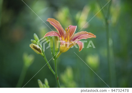 Tiger lily flower. Red orange lily flower with a bud has not opened. Lilium lancifolium. Lilium tigrinum. Lilium Lancifolium. Selective focus, blurred background. Floral background. High quality photo Tiger lily flower. Red orange lily flower with a bud has not opened. Lilium lancifolium. Lilium tigrinum. Lilium Lancifolium. Selective focus, blurred background. Floral background. High quality photo 94732478