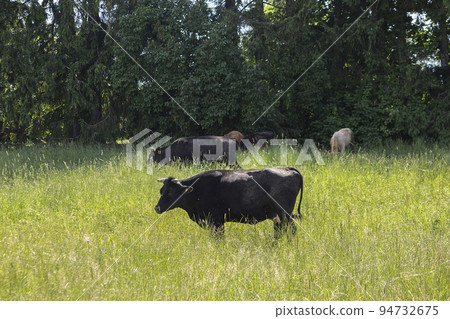 A dark brown cow grazing in a meadow. High quality photo 94732675
